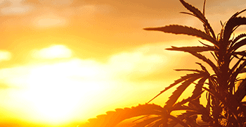 WOW Organics CBD Coupon Code Communities