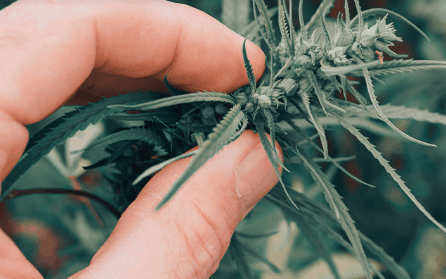WOW Organics Cannabis Coupon Code Non GMO