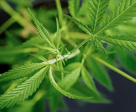 WOW Organics Cannabis Coupon Code Our Expertise