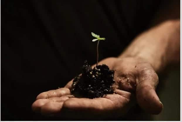 sprouting cannabis plant