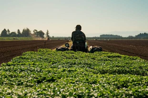 Farmer Carrying Harvested Cannabis Crop