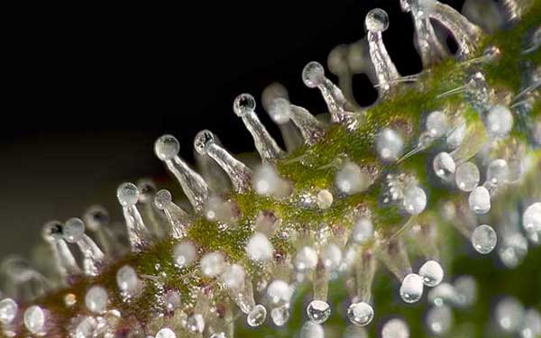 Cheef Botanicals CBD Coupon Code Our Story
