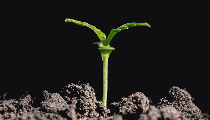 Kootenay Botanicals CBD Coupon Code Plant