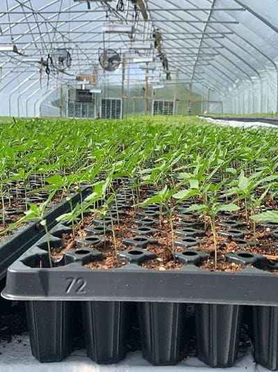Pure Potent CBD Coupon Code Green House