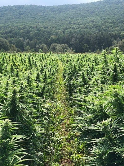 Pure Potent CBD Coupon Code Hemp Field