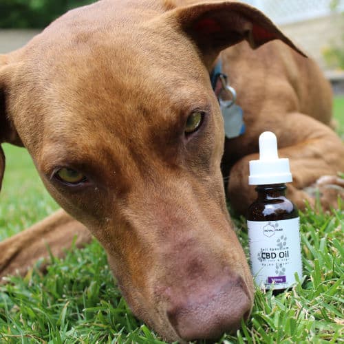 Royal & Pure Coupon Code Puppy Face