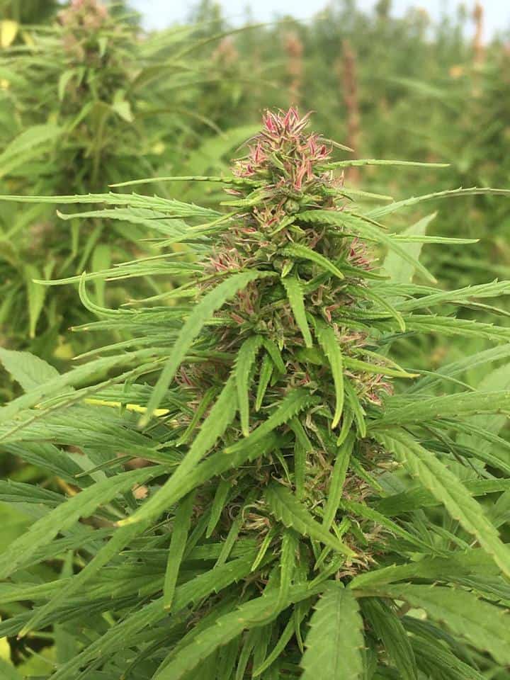 Harmonious CBD Coupon Code About Us