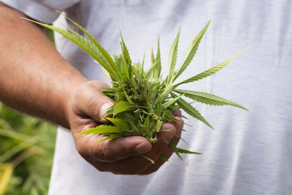 Alpinols CBD Coupons Our Goals