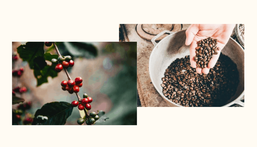 Buddha Beans Coffee CBD Coupons Fresh Coffee