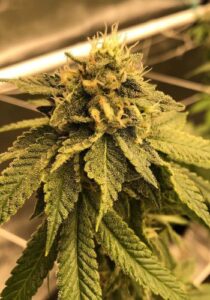 Marijuana Grow Shop Seeds Coupons Dubb Breath Oni Seeds