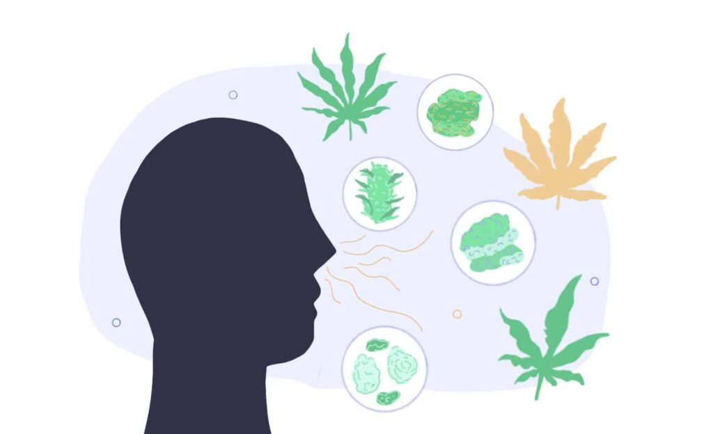 The 24 Best Low-Odor Cannabis Strains 1 Low Odor Cannabis Strains