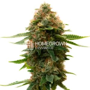 Homegrown Cannabis Co Shishkaberry Kush Feminised Seeds