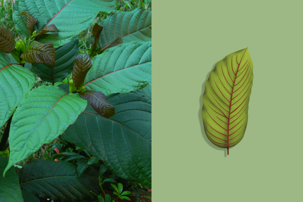 Kratom Leaves