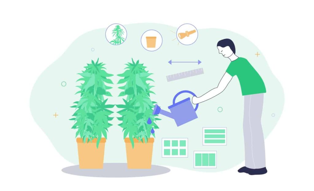 What Is The Ideal Grow Room Size Per Plant? 1 Ideal Grow Room Size Per Plant For Growing Cannabis