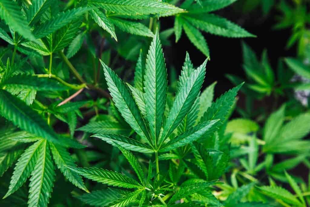 Cannabis Leaves CBD vs CBG