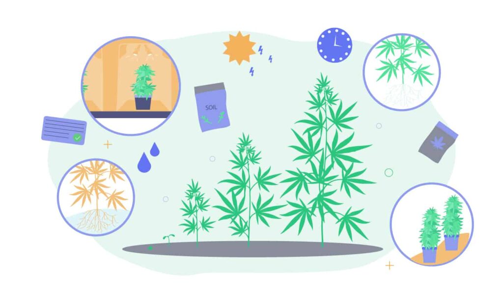 5 Cannabis Cultivation Methods: Outdoor Growing To Hydroponics 1 Cannabis Cultivation