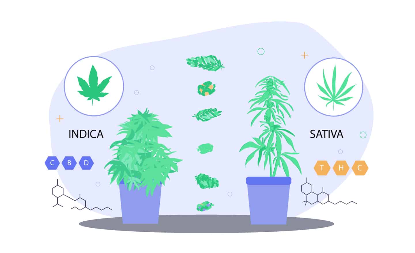 Best Cannabis Strains