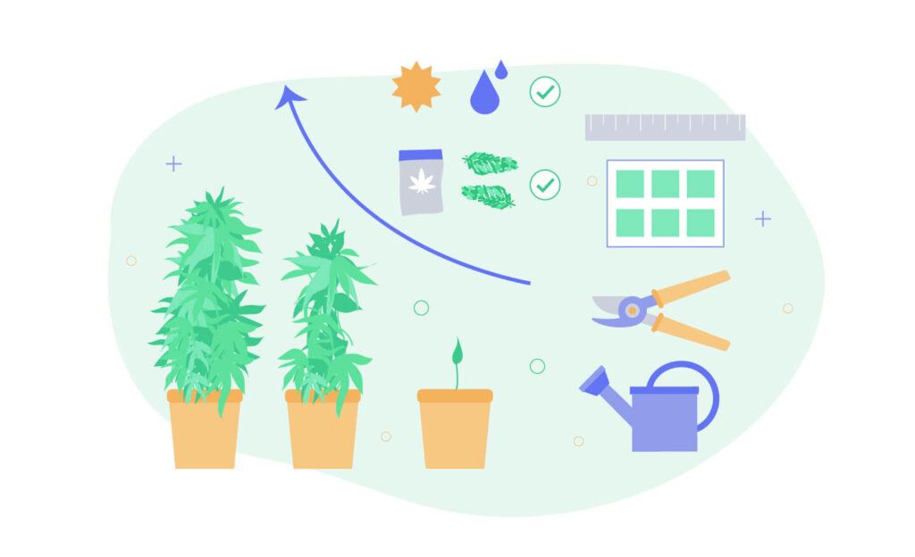 Guide To Cannabis Cultivation