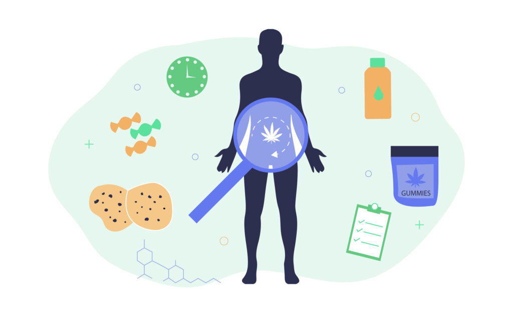 How Long Do Cannabis Edibles Stay In Your System: Is It Too Long? 1 Edibles In Body