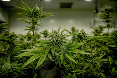 Mature Cannabis Plants Growing