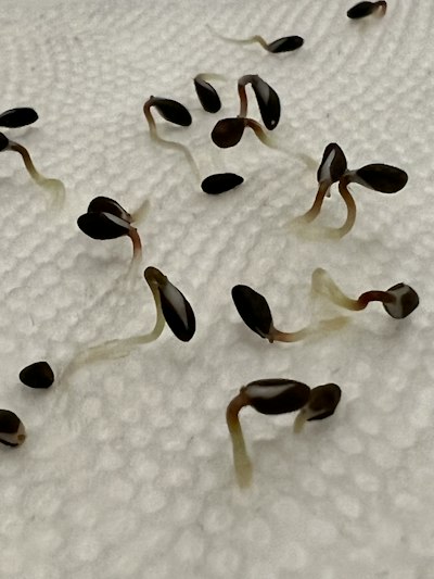 Germinate Cannabis Seeds Like A Pro: The Ultimate Guide 2 Germinating Seeds In Paper Towel