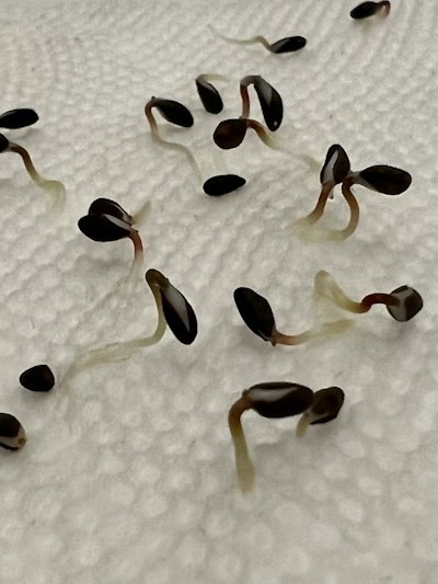 Germinating Seeds in Paper Towel