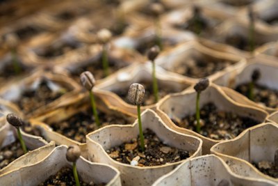 Germinate Cannabis Seeds Like A Pro: The Ultimate Guide 5 Sprouting Plants
