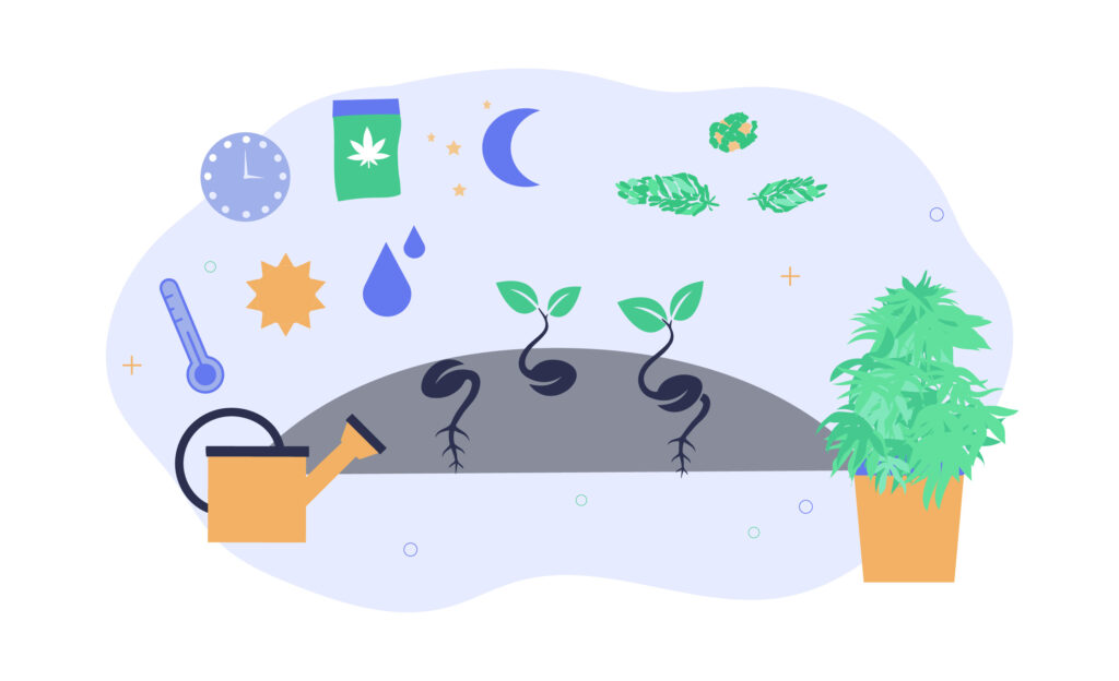 Germinate Cannabis Seeds Like A Pro: The Ultimate Guide 1 How To Germinate Cannabis Seeds